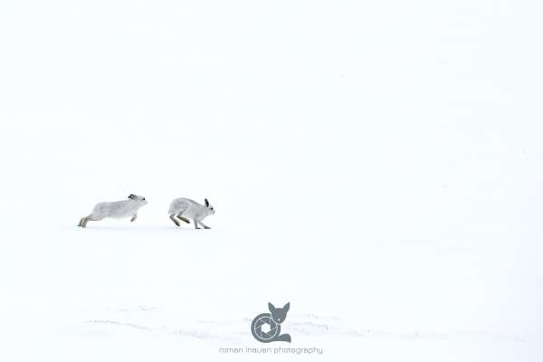 Mountain_hare_chasing_klein.jpg