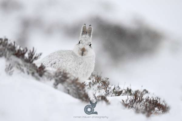 Mountain_hare_snow_4_klein.jpg