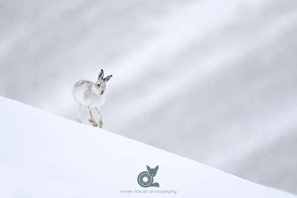 Mountain_Hare_snow_2_klein.jpg