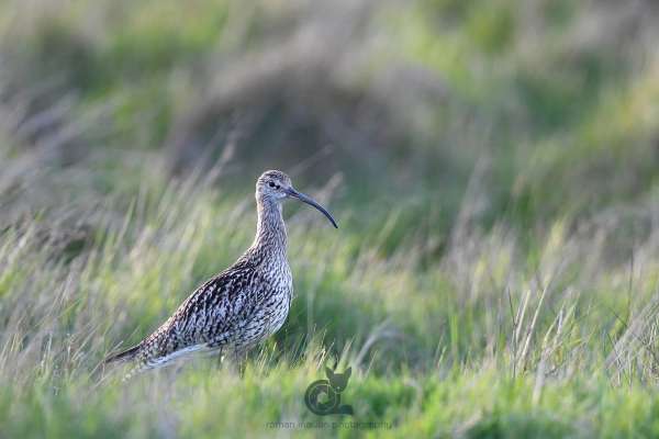 Curlew_in_field_klein.jpg