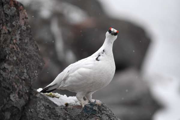 Ptarmigan_on_rock_looking_directly_klein.jpg