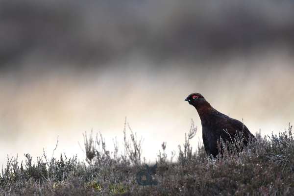 Red_Grouse_bright_background_1_klein.jpg