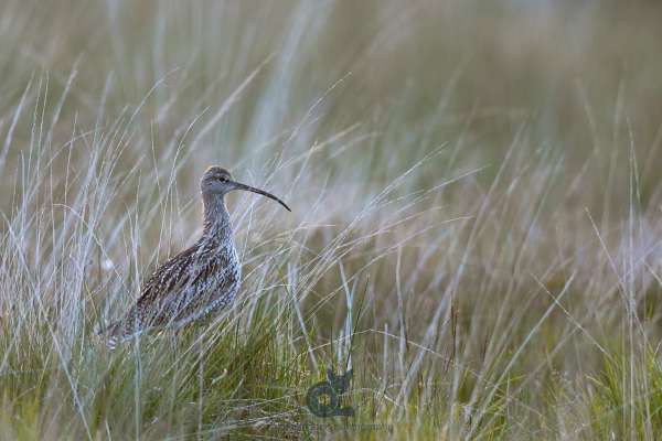 Curlew_in_bogy_field_2_klein.jpg