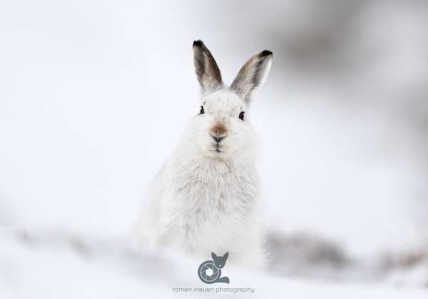 Mountain_hare_white_hare_1_crop_klein.jpg