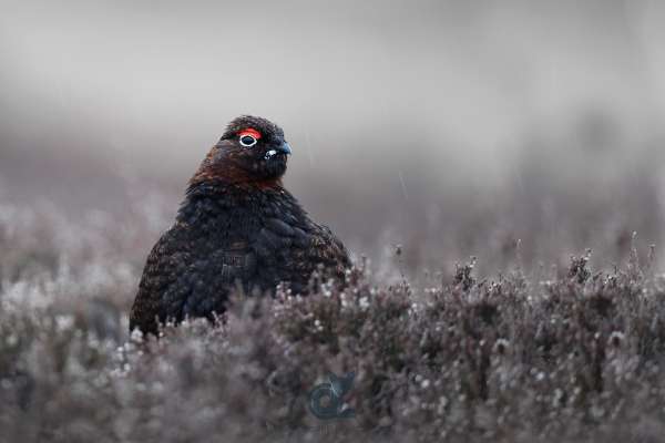 Red_Grouse_in_the_rain_klein.jpg