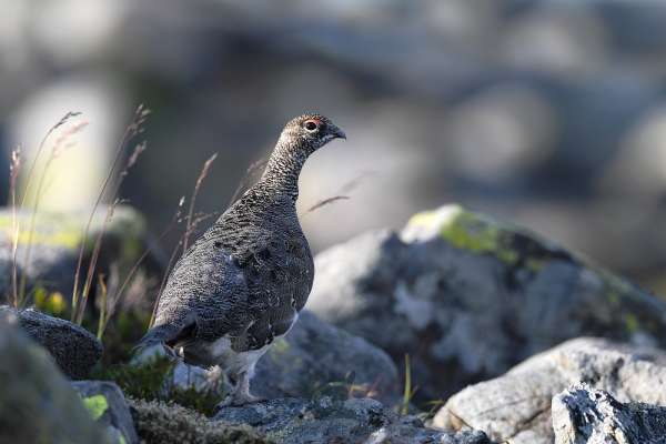 Ptarmigan_new_def_klein.jpg