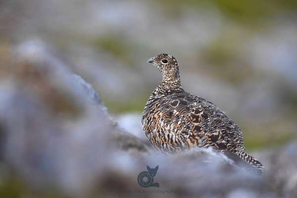 Ptarmigan_new_6_klein.jpg