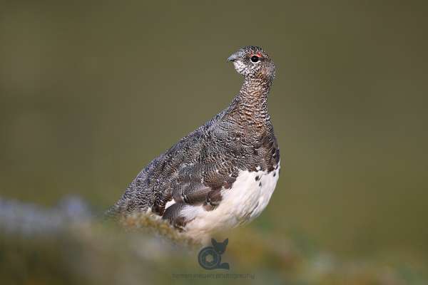 Ptarmigan_new_8_klein.jpg