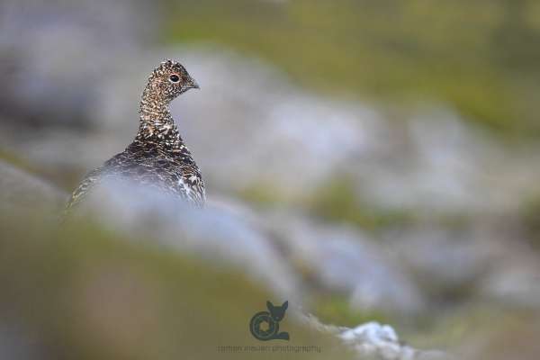 Ptarmigan_new_1_klein.jpg