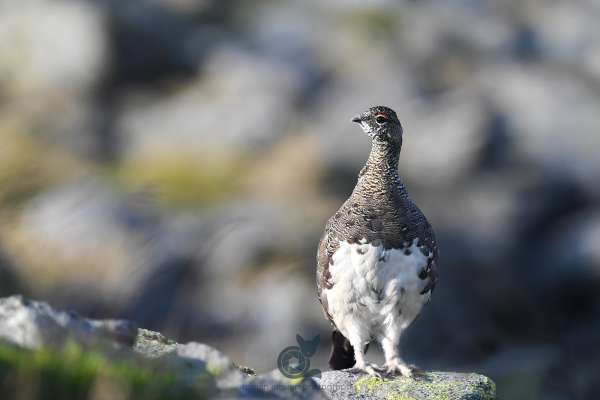 Ptarmigan_new_7_2_klein.jpg