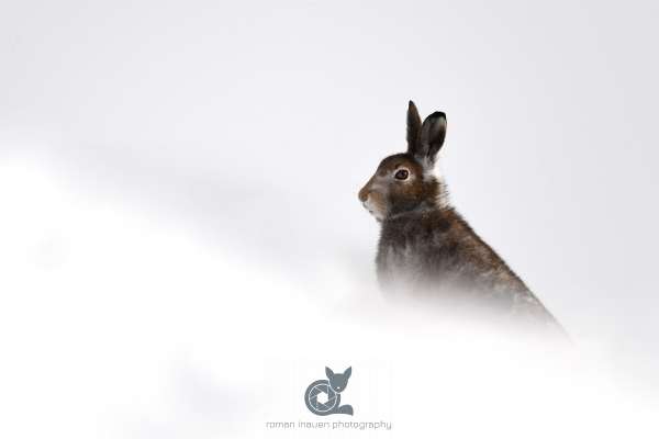 Mountain_hare_autumn_4_klein.jpg