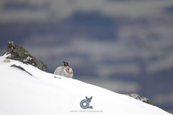 Mountain_hare_autumn_3_klein.jpg