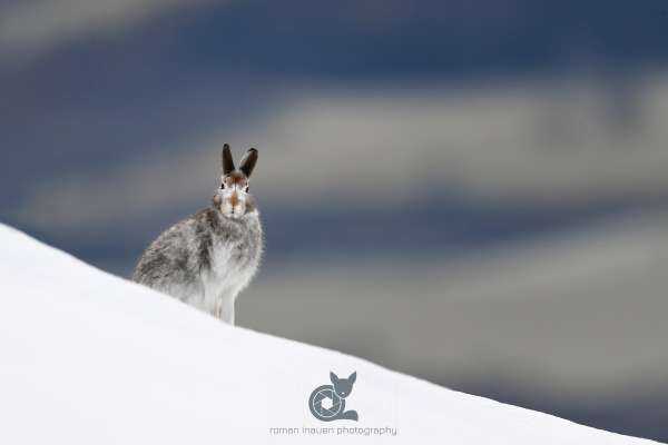 Mountain_hare_asutumn_3_klein.jpg