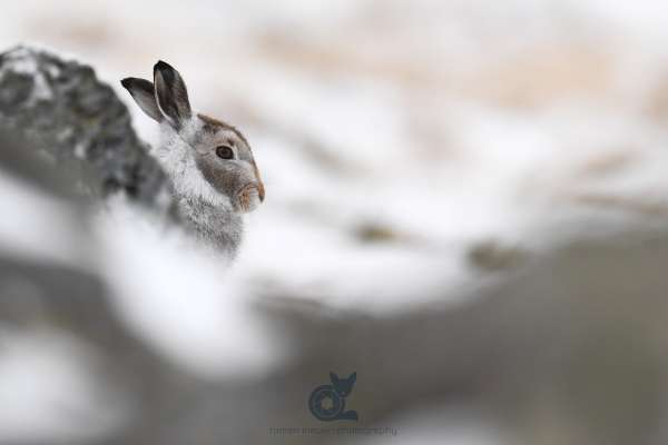 Mountain_hare_autumn_1_klein.jpg