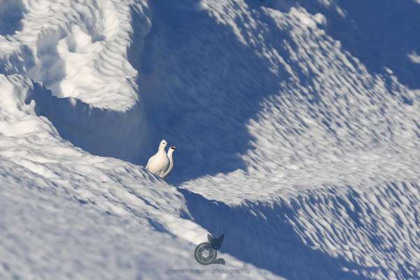 Ice_ptarmigan_4_klein.jpg