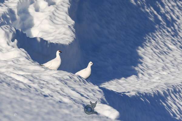 Ice_ptarmigan_5_klein.jpg