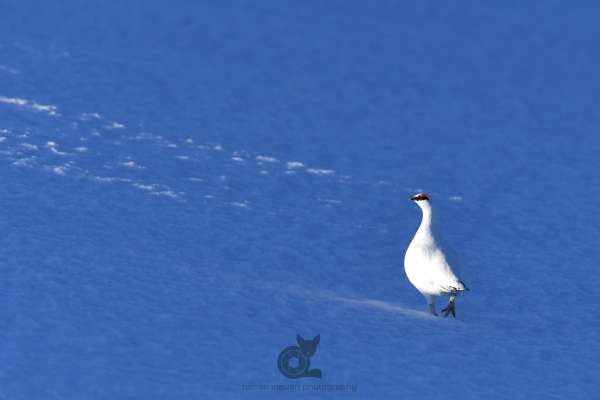 Ice_ptarmigan_1_klein.jpg