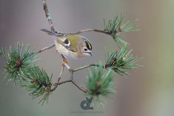 Gold_crest_1_klein.jpg
