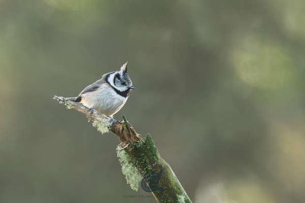 Crested_tit_4_4_klein.jpg