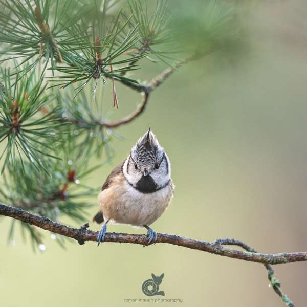 Crested_tit_1_insta.jpg