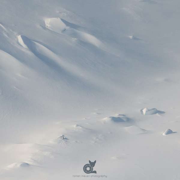 Mountain_hare_landscape_1_insta.jpg