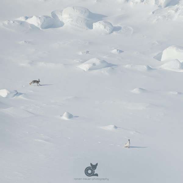 Mountain_hare_landscape_3_insta.jpg